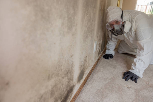 Best Basement Mold Removal  in Bedford, TX